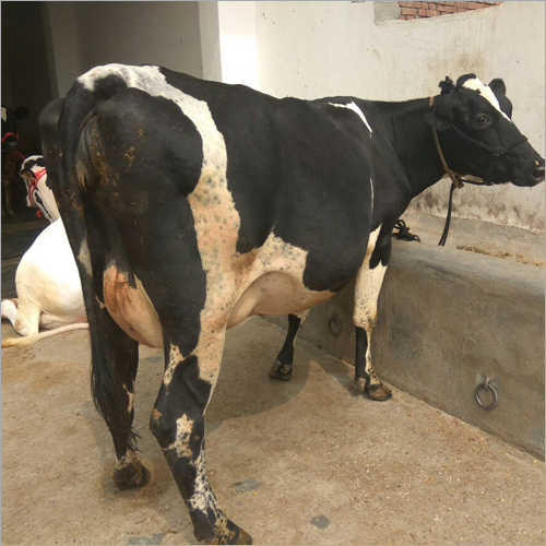 HF Cow Supplier Tamil Naidu