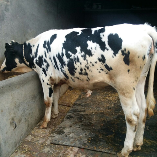 HF Cow Supplier UP