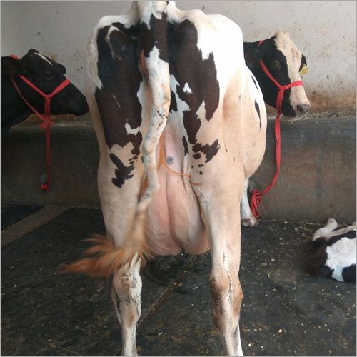 HF Cow Trader Gujarat