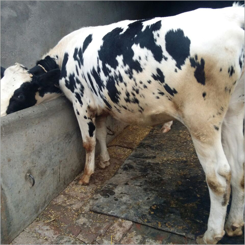 HF Cow Trader India