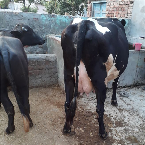 HF Cow Trader Karnataka