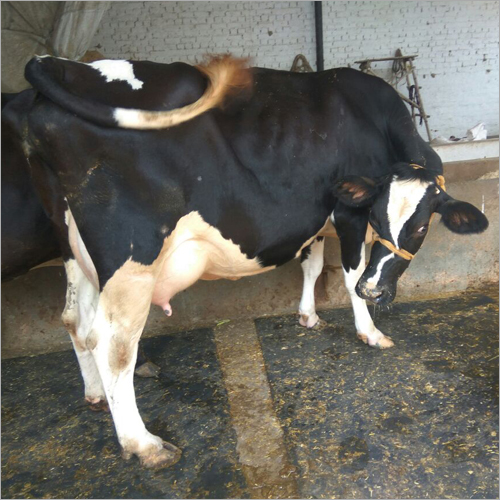 HF Cow Trader Maharashtra