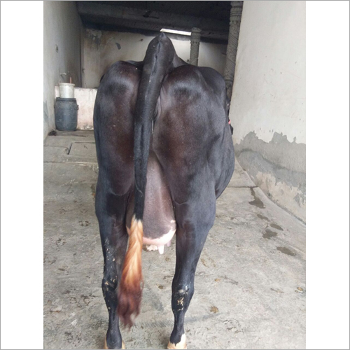HF Cow Trader MP