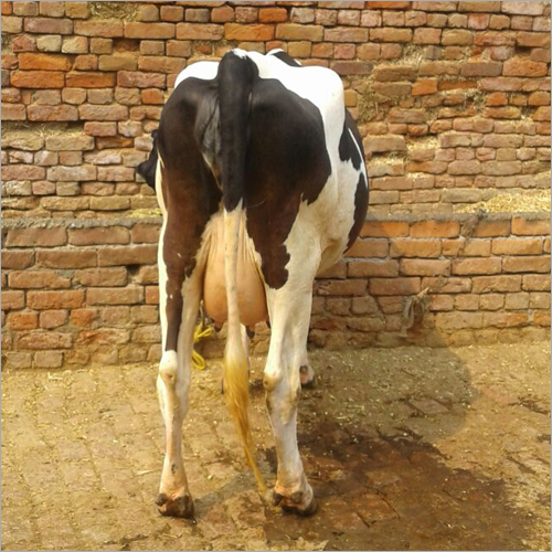 Holstein Friesian Cows supplier in Haryana