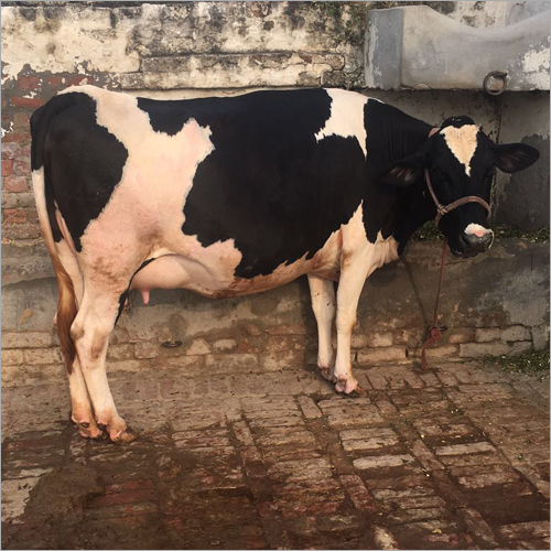 Holstein Friesian Cows supplier in india