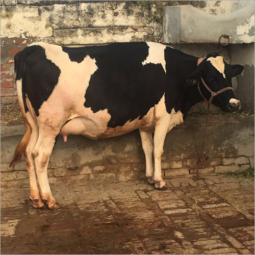 Holstein Friesian Cows supplier in Karnal
