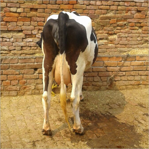 Holstein Friesian Cows Trader in Haryana
