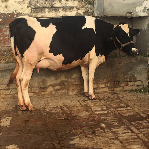 Holstein Friesian Cows Trader in Karnal