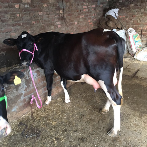 Milking HF Cow Supplier India