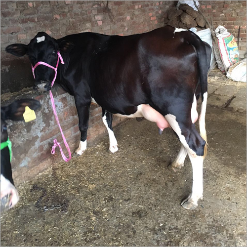 Milking HF Cow Trader India