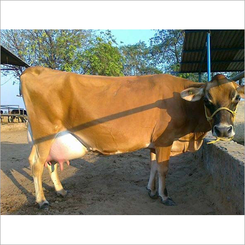 Brown And White Jersey Cow Supplier Up