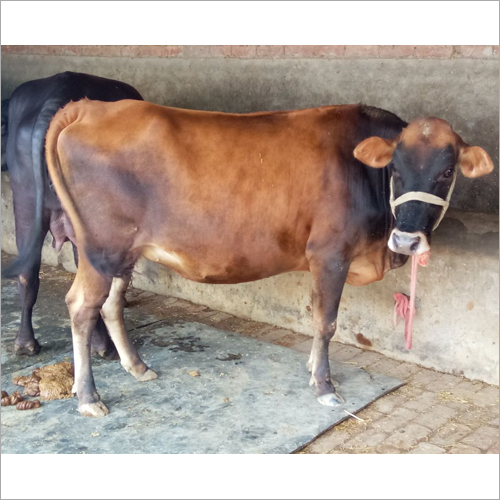 Black And Brown Jersey Heifer Supplier