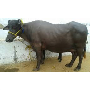 Black Haryana Buffalo Supplier