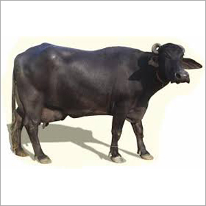 Buffalo - Female Haryana Breed | Black Color, Ideal for Dairy Production