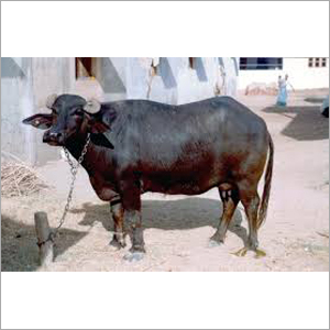Haryana Buffalo - Female, Black Color | Premium Dairy Breed for Quality Milk Production