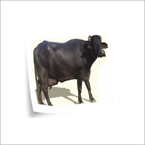 Haryana Buffalo Trader - Female Haryana Buffalo, Black Color | Ideal for Dairy Production