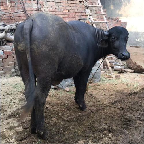 Black Murrah Buffalo