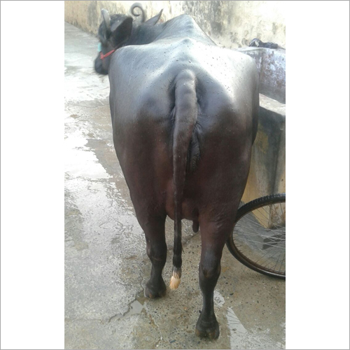 Murrah Buffalo - Female, Black Color | Dairy-Quality, High Yield Animal