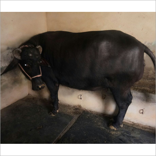 Black Murrah Buffalo Supplier Up