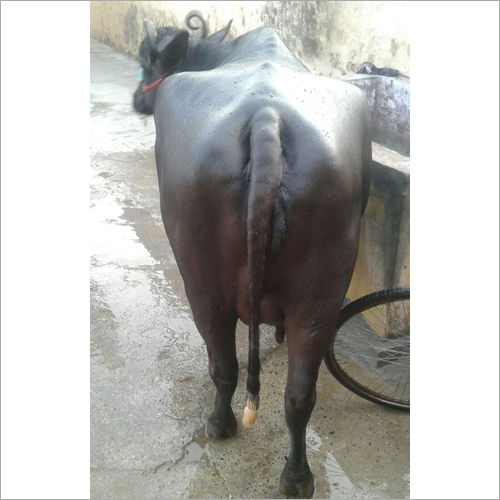 Black Murrah Buffalo Trader Karnal