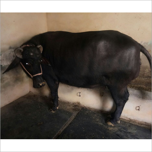 Black Murrah Buffalo Trader Up