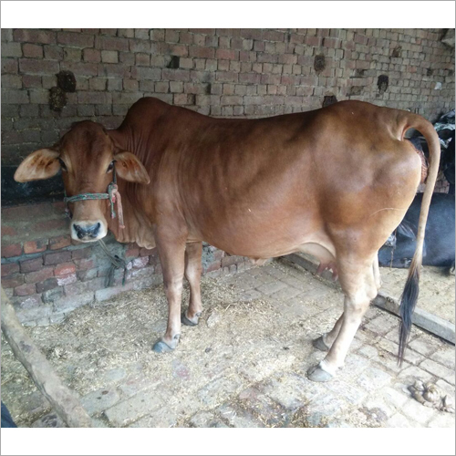 Sahiwal