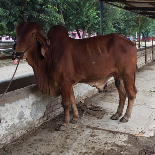 Brown Sahiwal Bull Livestock
