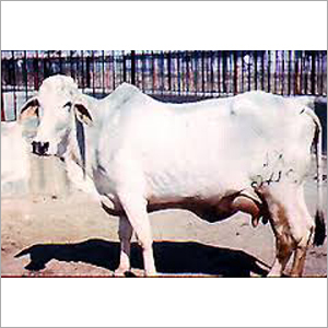 White Tharparkar Cow Supplier Gujarat