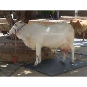 Tharparkar Cow - White Female Dairy Breed | Premium Milk Production, High Yield