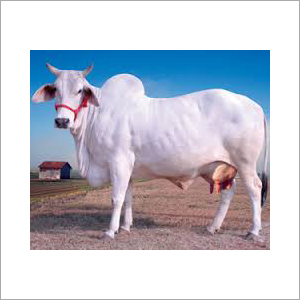 White Tharparkar Cow Supplier Tamil Naidu