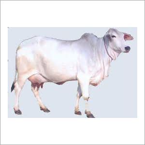 Tharparkar Cow - Female, White Color | Premium Dairy Breed for Commercial Use