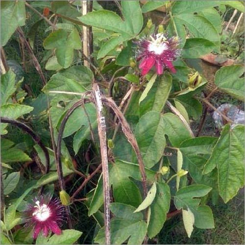 Climbing Plant