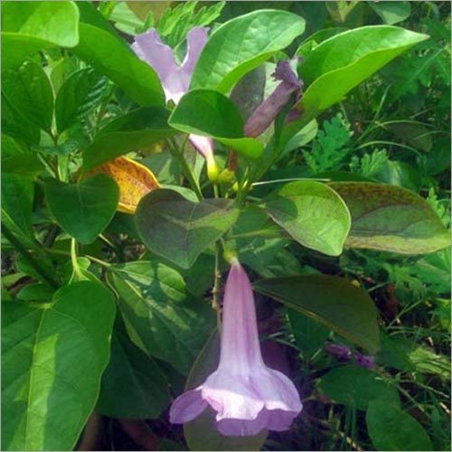 Climber Graden Plants Climber Graden Plants