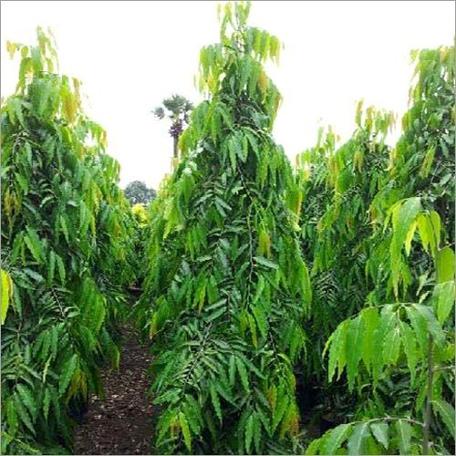 Ashoka Pendula Tree