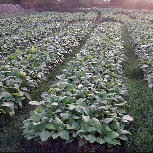 Burma Teak Plant