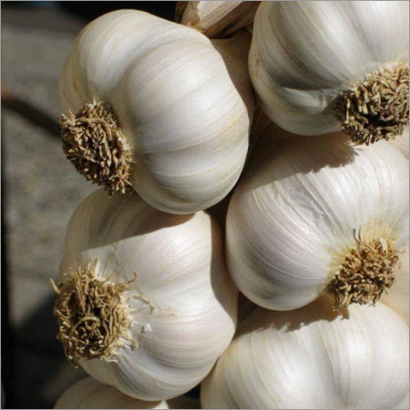 Fresh White Garlic