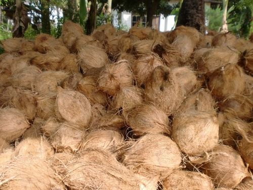 Semi husked coconut