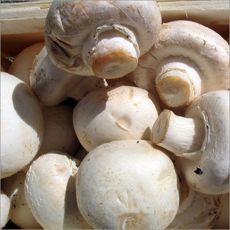 Fresh Mushroom