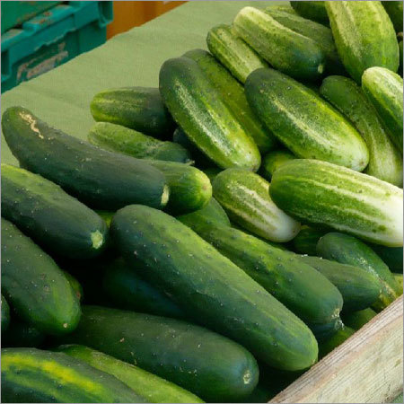 Fresh Cucumber