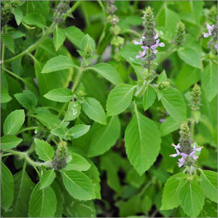 Basil