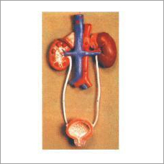 Model Of Urinary System