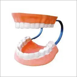 Model Of Human Teeth With Jaw