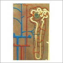 Model Of Human Nephron