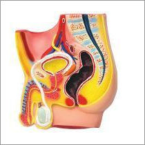 Red And Yellow Model Of Human Male Pelvis