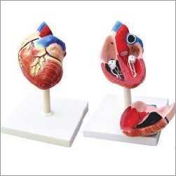 Model Of Human Heart