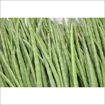 Fresh Moringa Drumstrick