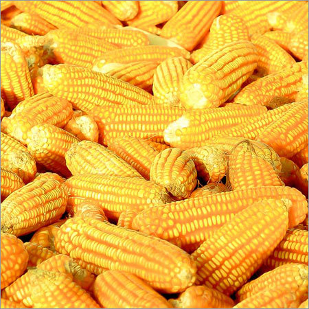 Yellow Maize