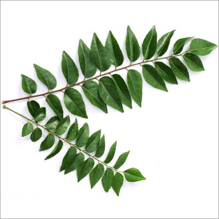 Fresh Curry Leaves