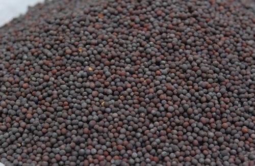 Mustard Seeds