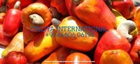 Imported Raw Cashew Material